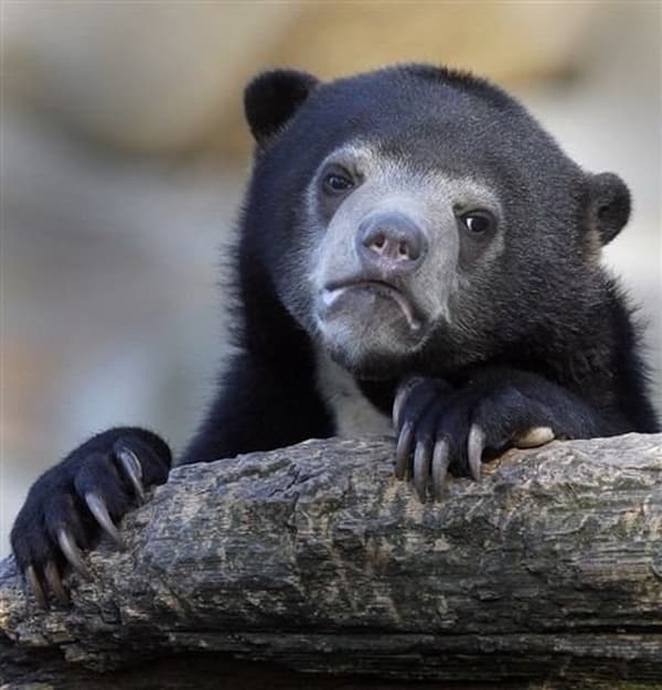 Confession Bear
