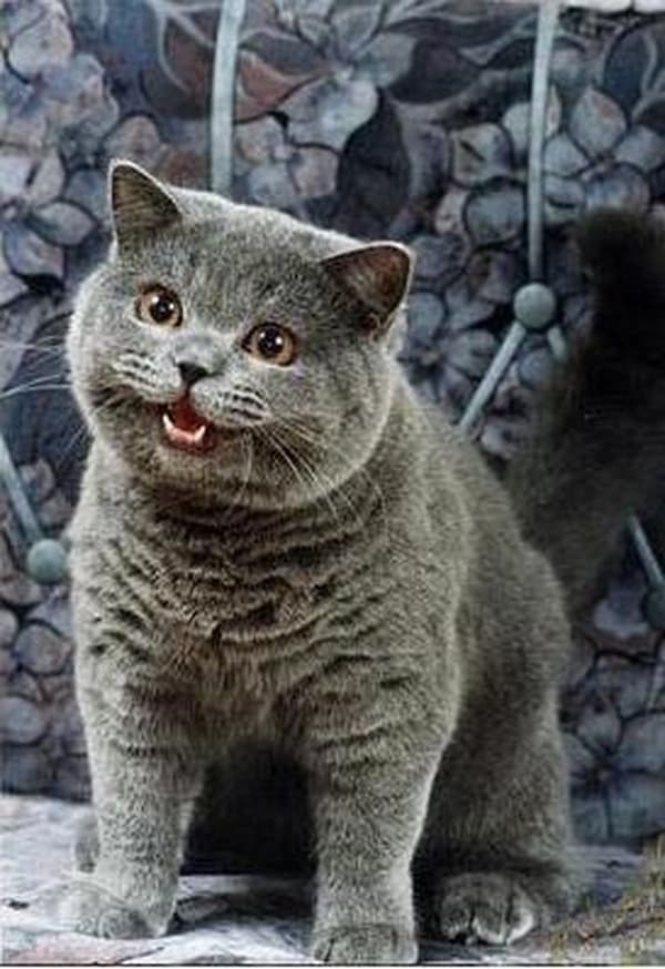 I Can Has Cheezburger?