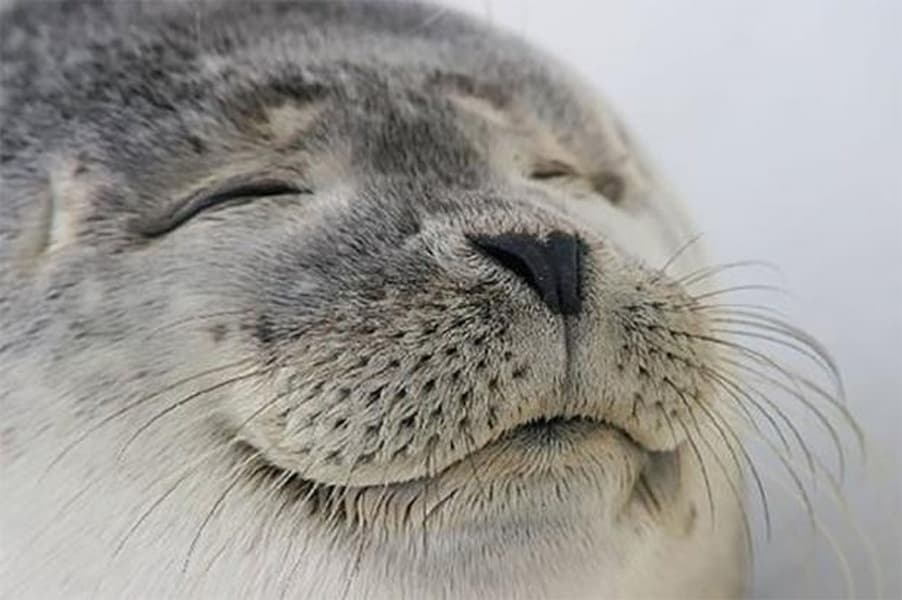 Seal of Approval